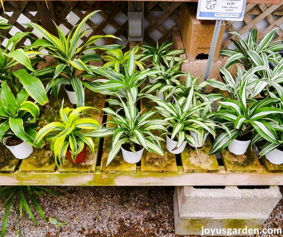 looking down on a display of a variety of 4" dracaena houseplants