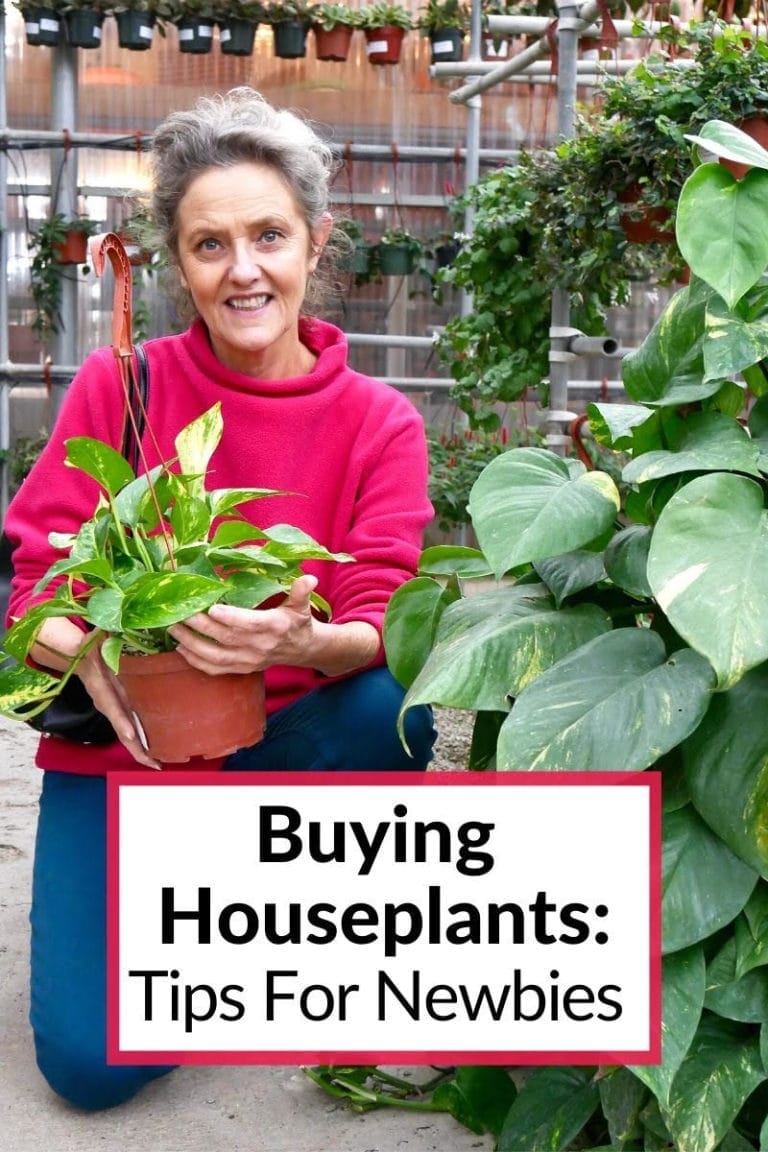 Buying Houseplants: 14 Tips For Indoor Gardening Newbies