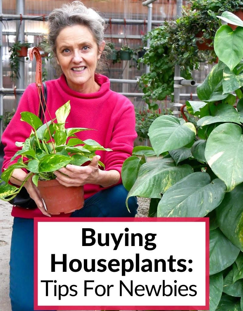 nell foster holds a pothos plant in a greenhouse the text reads buying houseplants: tips for newbies