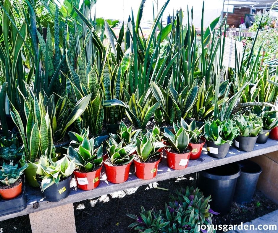 a table in a garden center full of different kinds of snake plants sansevierias