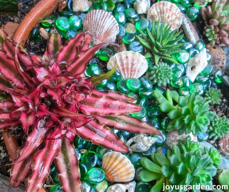an earth star plant grows in a low bowl with succulents, glass chips & seashells