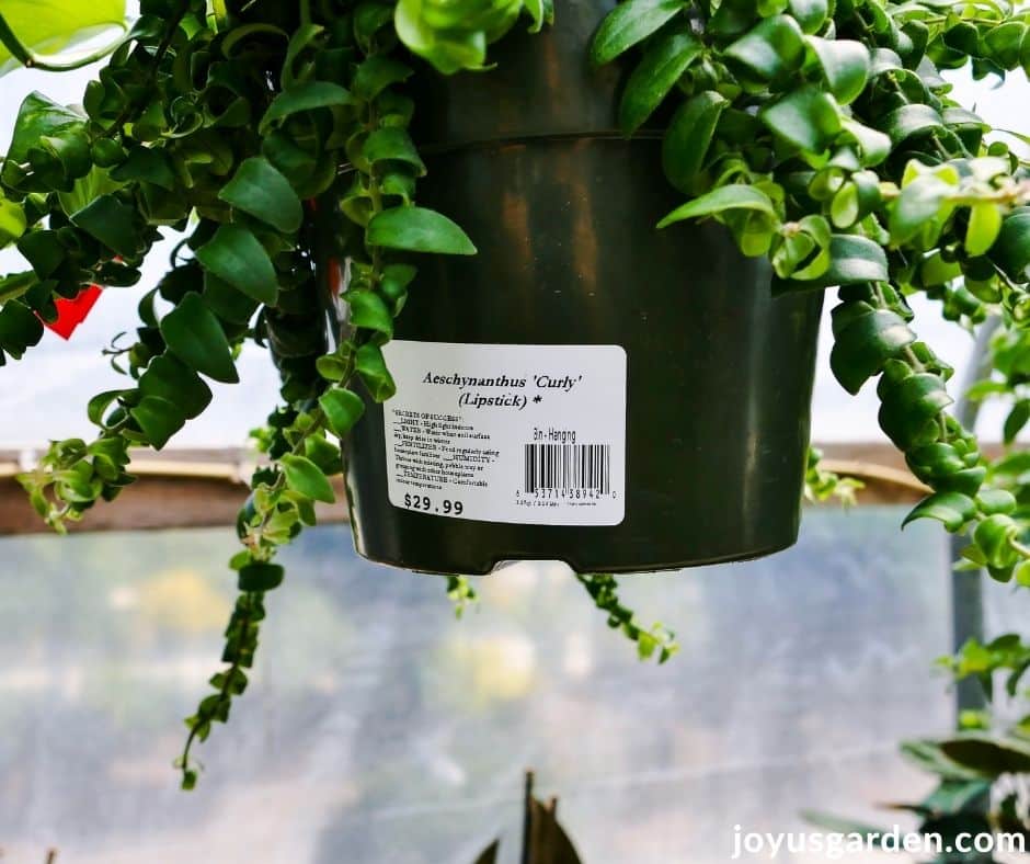 close up of the name of a houseplant & care instructions on the sticker on the grow pot