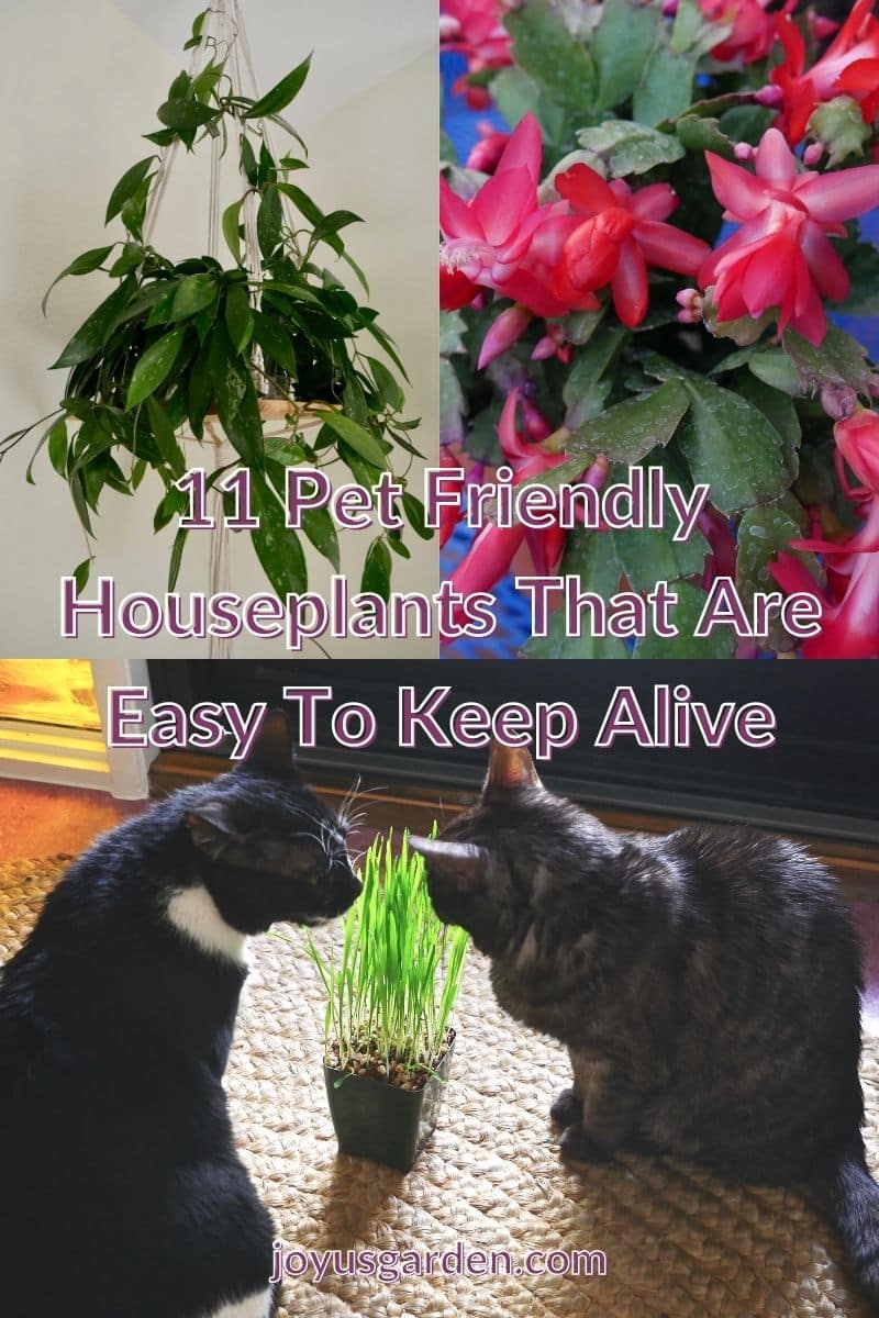 a collage of 3 photos of houseplants, 1 of them with 2 cats the text reads pet-friendly houseplants that are easy to keep alive