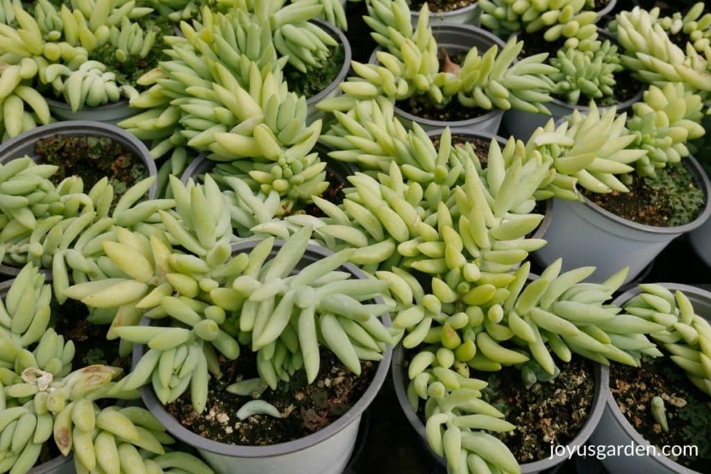 close up of burros tail sedums in 4" pots