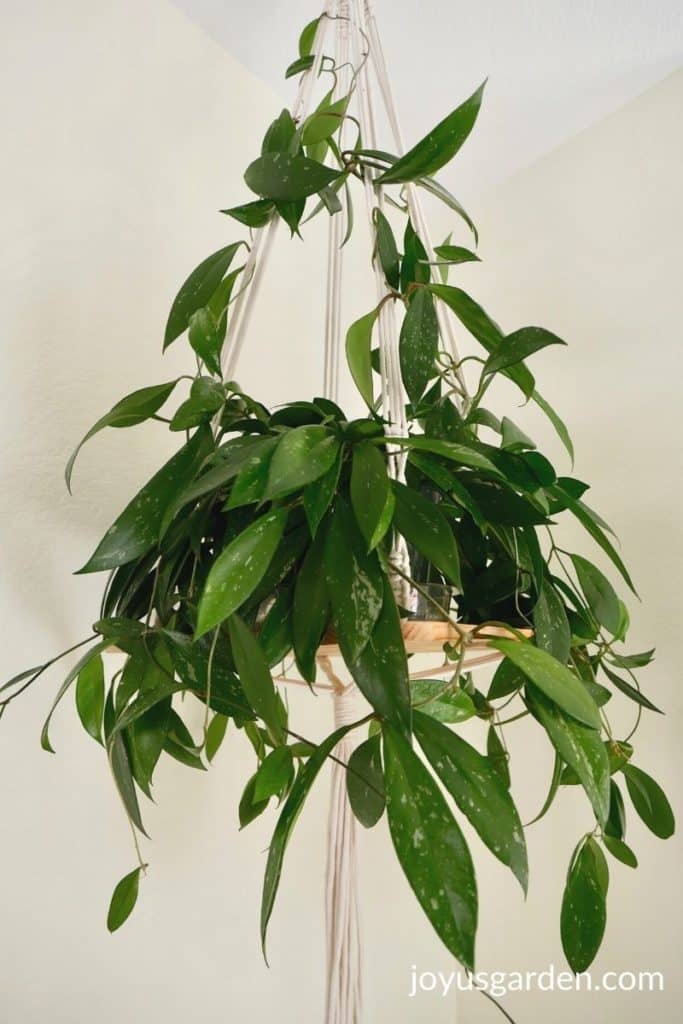 close up of a hoya houseplant on a hanging shelf