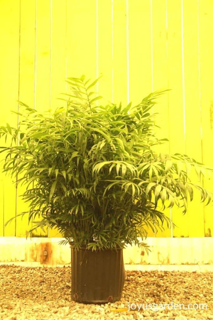 a neanthebella palm sits in front of a yellow wall in a greenhouse