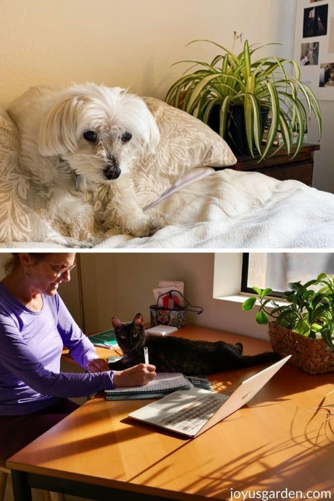 a collage of a white dog and a grey cat on a desk