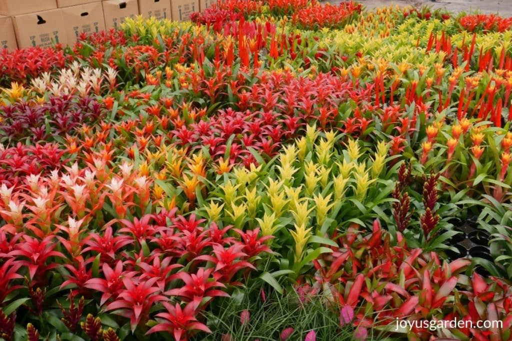 many different colors & types of bromeliads in a greenhouse