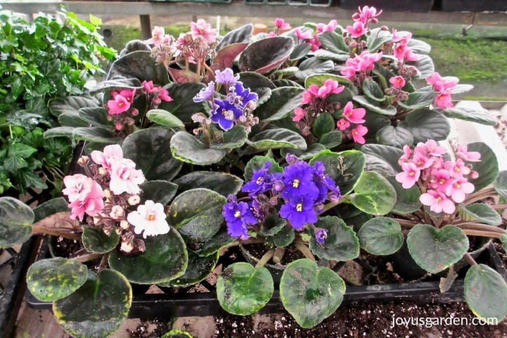 close up of pink and purple African violets in 4" grow pots