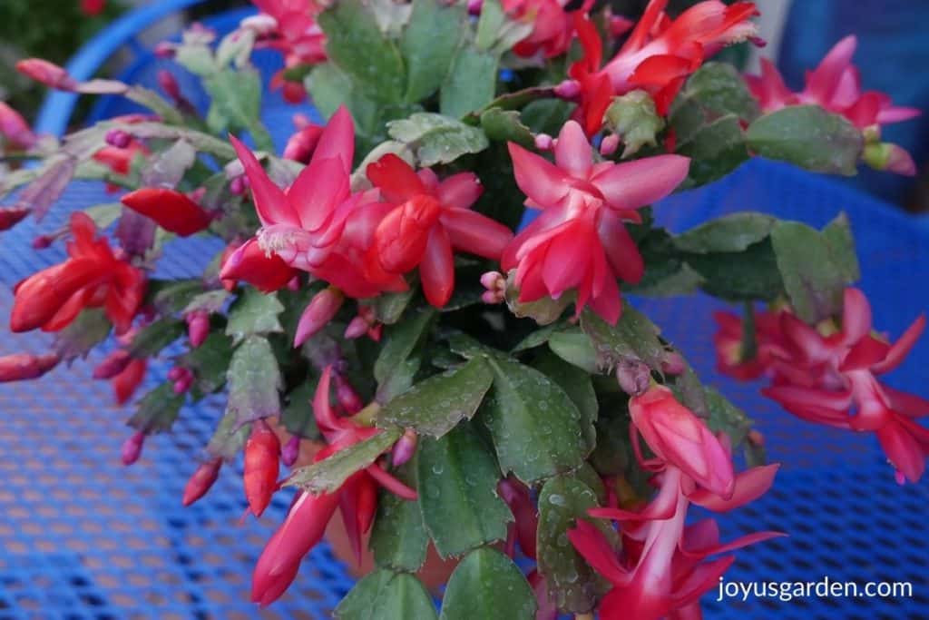 close up of a christmas cactus in bloom with red flowers