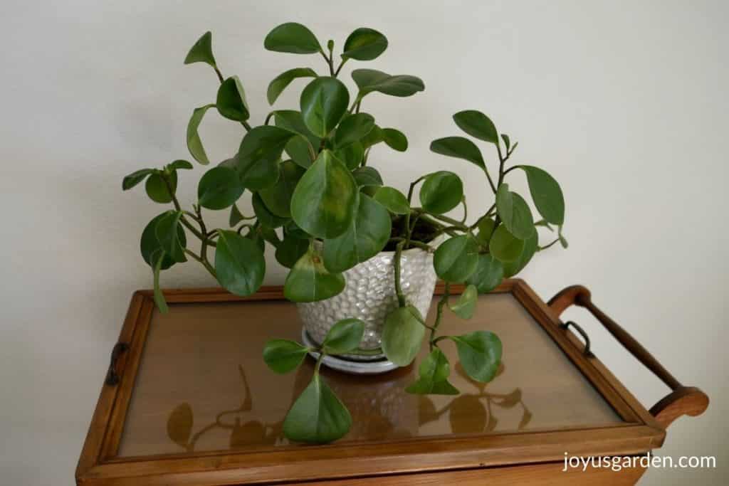 a baby rubber plant in a white ceramic pot sits on a tea chart