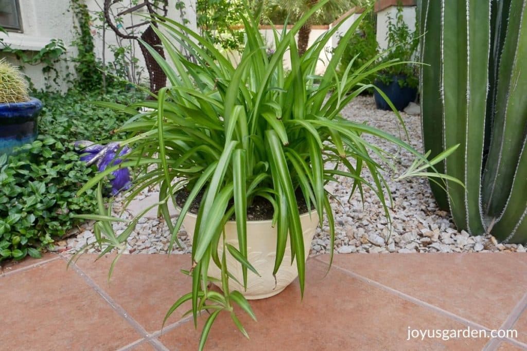 a spider plant in a pale yellow pot sits on a walkway surrounded by plants