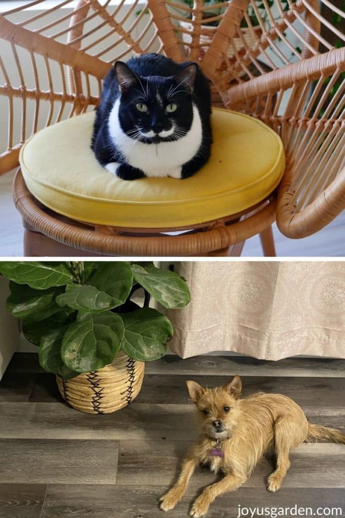 a black and white cat sitting on a chair and a tan dog near a fiddle leaf fig 