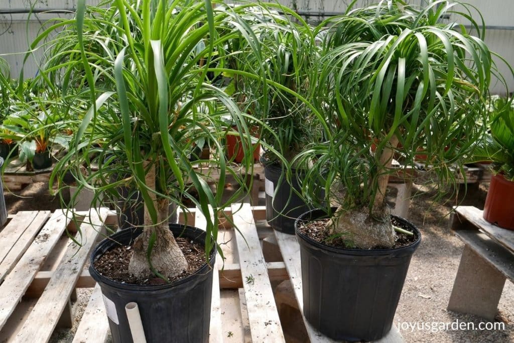 ponytail palms with trunks sit on a bench in a greenhouse