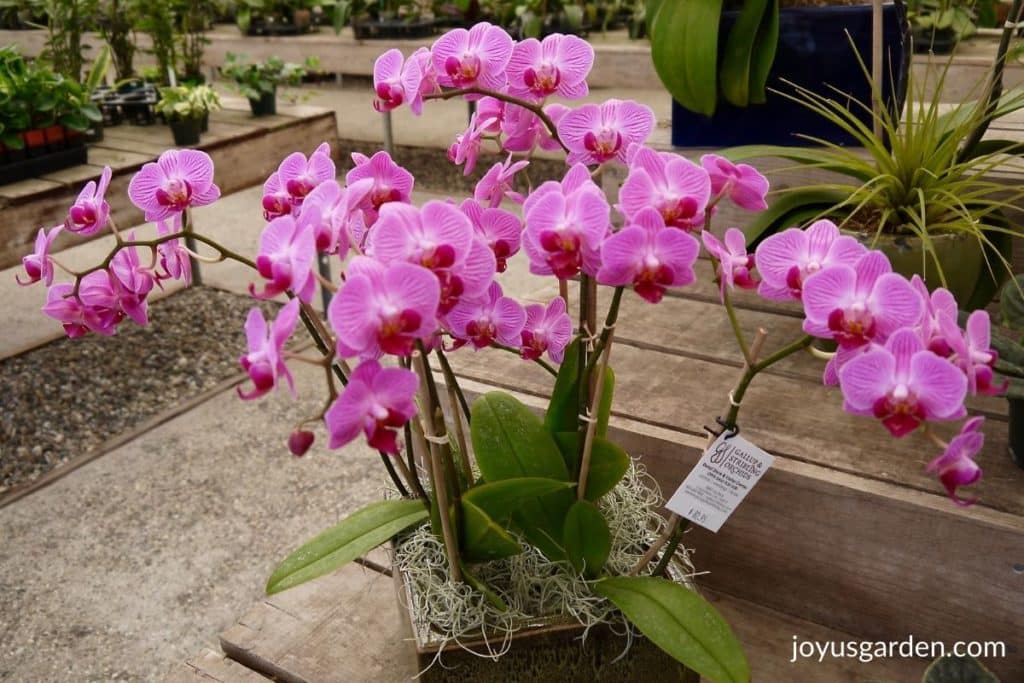 an arrangement of lavender phalaenopsis orchids in a ceramic dish