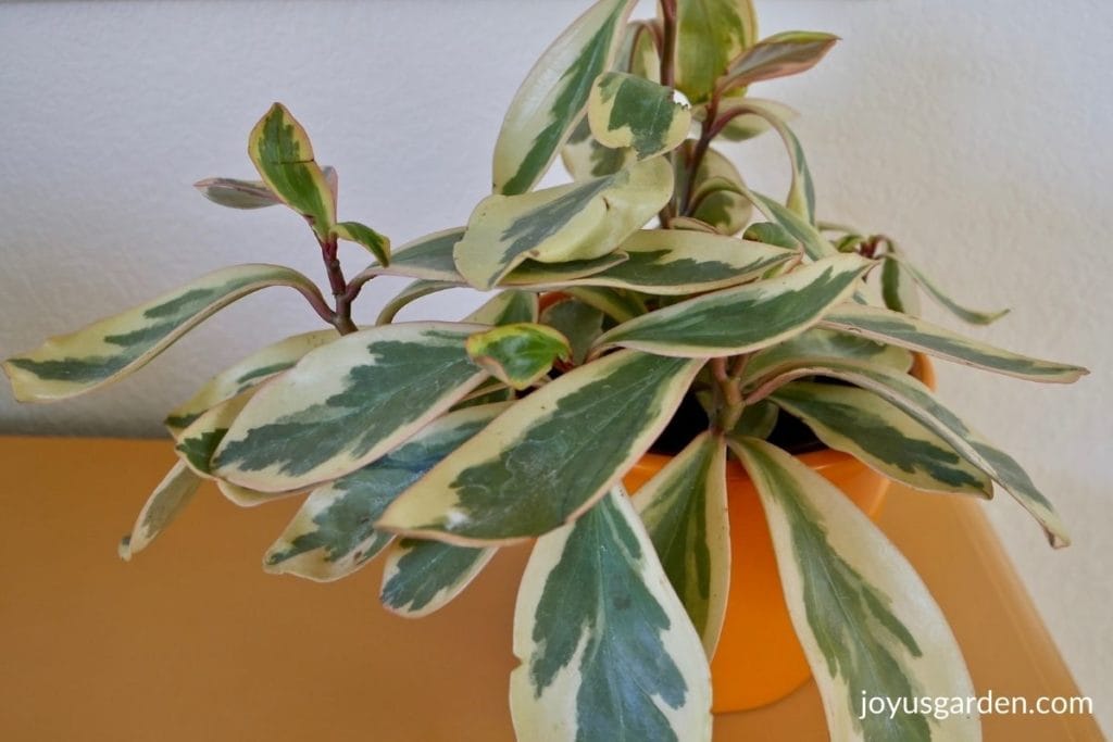 close up of a rainbow ginny peperomia in an orange ceramic