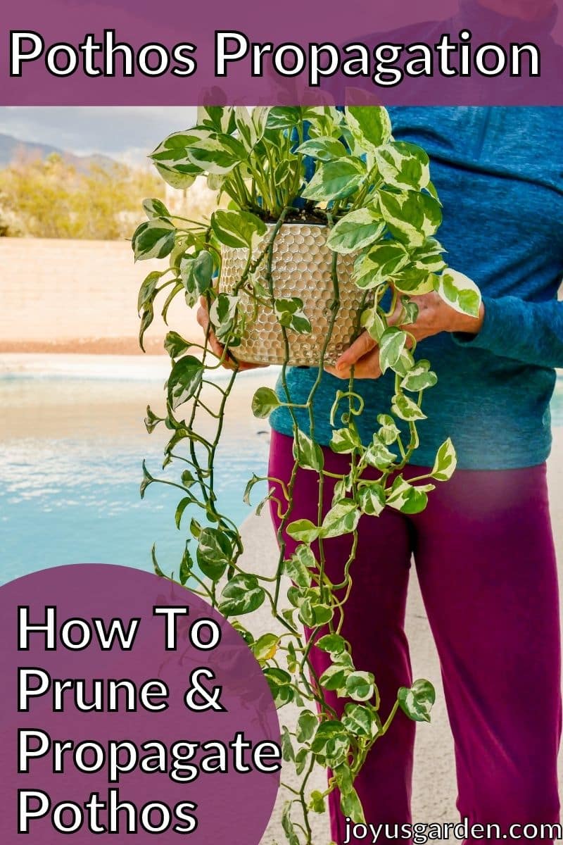 Pothos Propagation: How To Prune & Propagate Pothos