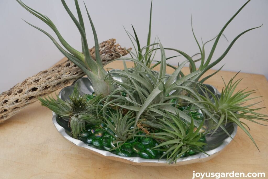 Many different air plants sit in a pewter dish with green glass chips.