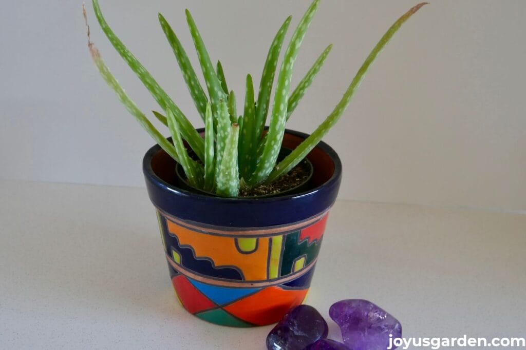 A small aloe vera plant grows in a brightly colored ceramic pot.