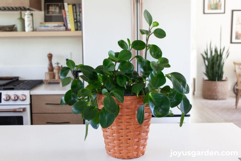 A baby rubber plant in an orange basket on a kitchen island.