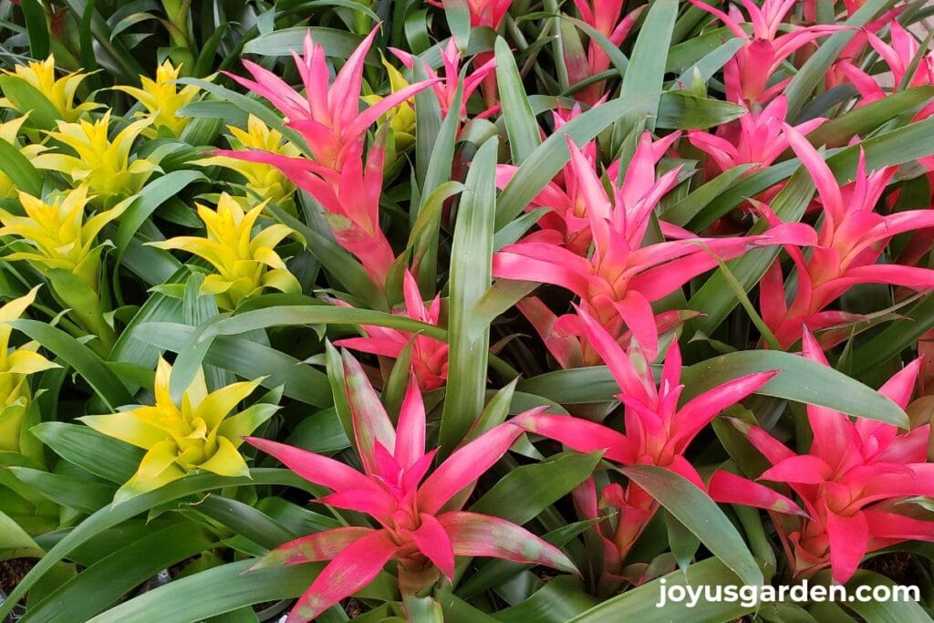 Close up of beautiful, colorful yellow & dark pink guzmainia bromeliads.