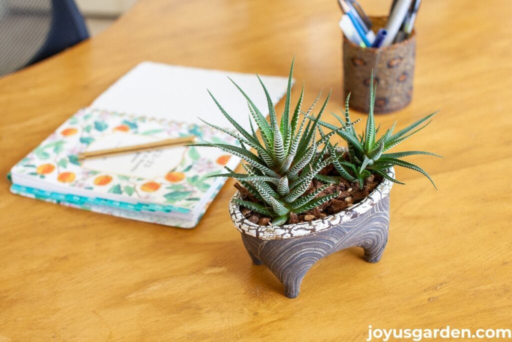 A small zebra haworthia in a homemade pot sits on a desk.
