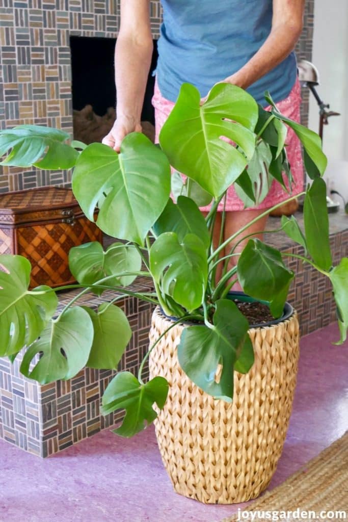 a woman holds the leaves of a monstera deliciosa swiss cheese plant 