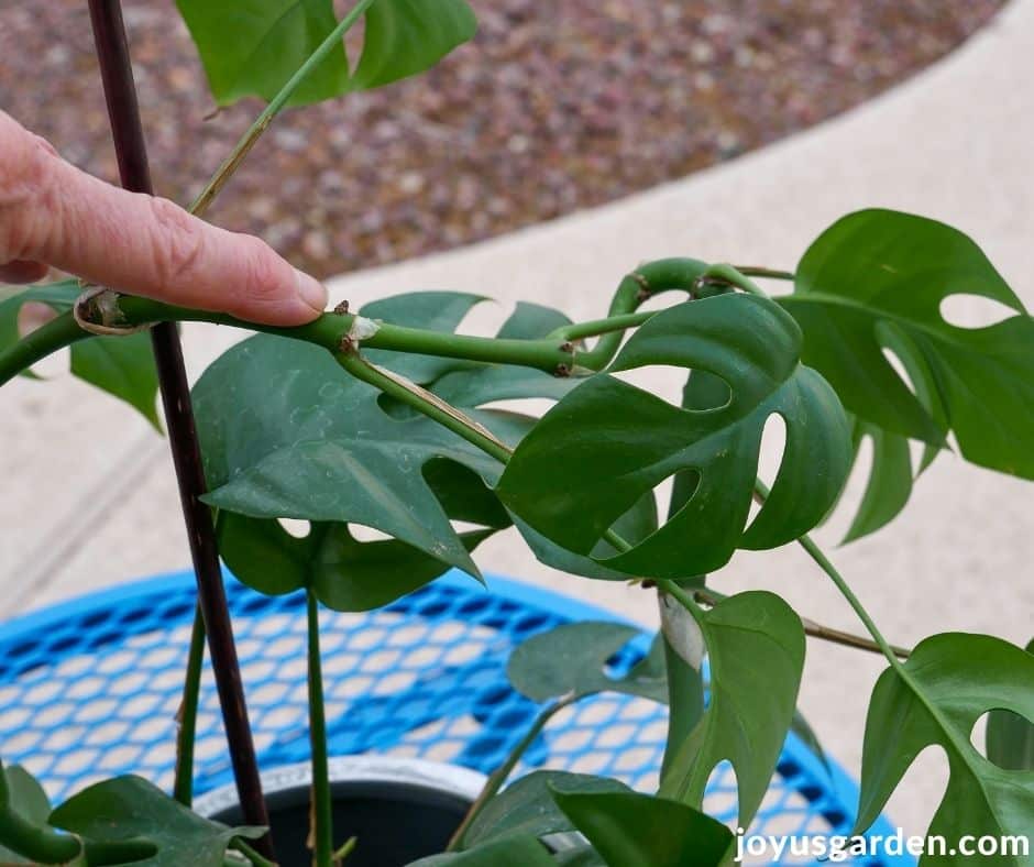 MONSTERA MINIMA 3,5 m ou RHAPHIDOPHORA TETRASPERMA : soins, rempotage &  tuteur sphaigne 