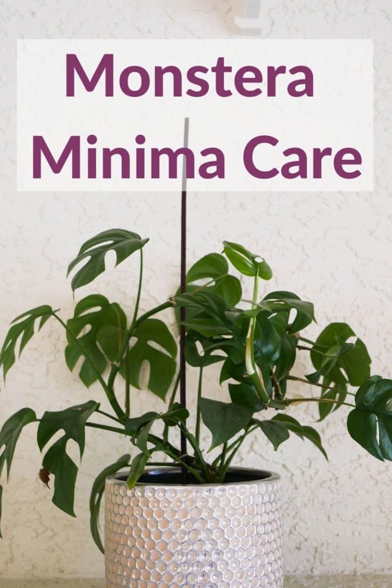 Rhaphidophora Tetrasperma Care: How To Grow Monstera Minima