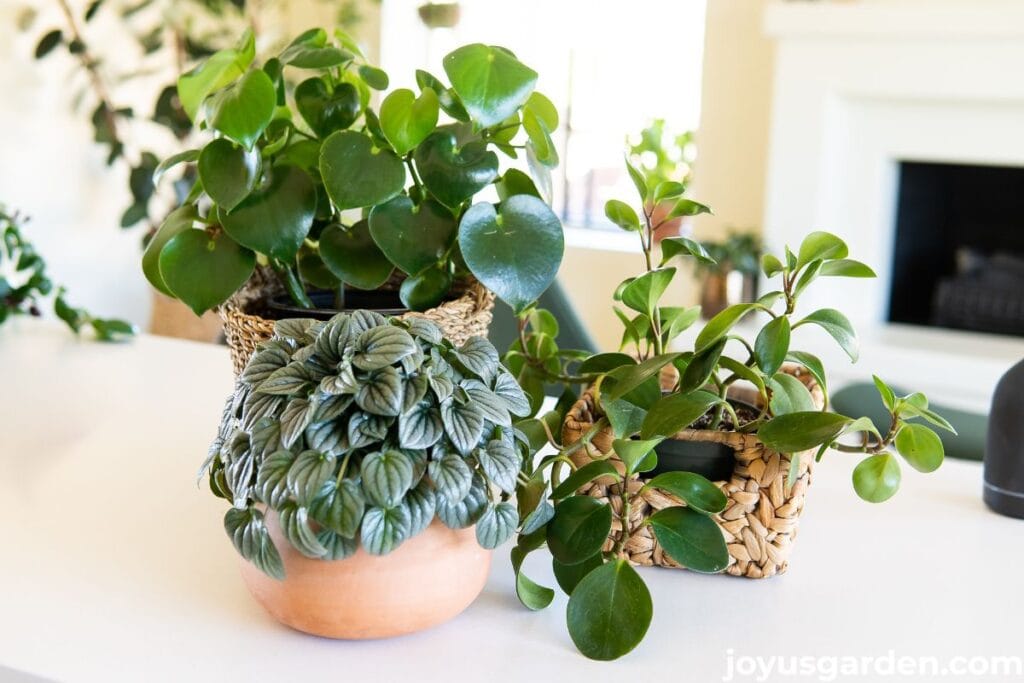3 beautiful peperomias, all different, sit on a white kitchen island.