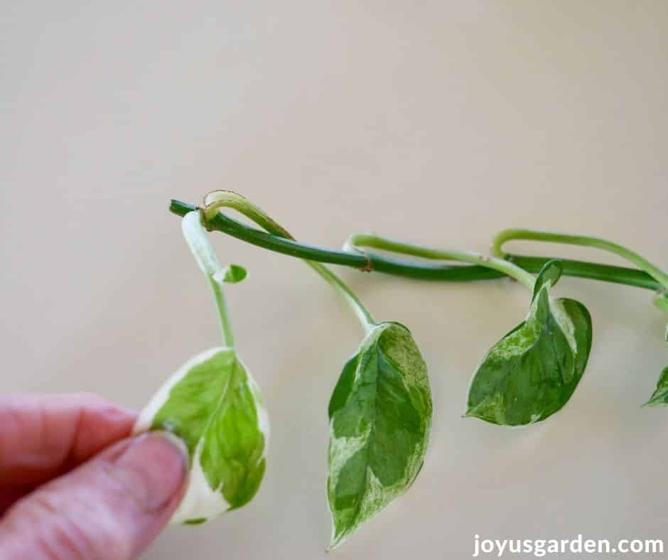 close up of a 2 fingers holding the emerging stem from the end of a pothos stem