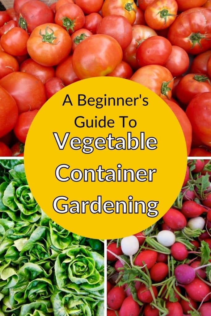 a collage of photos of tomatoes, green head lettuce & multi colored radishes the text reads a beginner's guide to vegetable container gardening