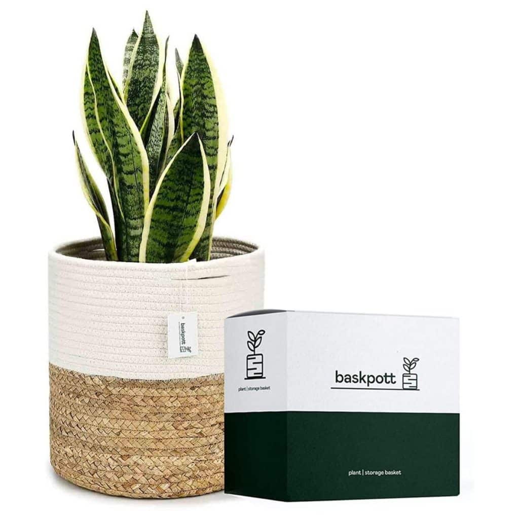 cotton plant basket with snake plant inside available at amazon
