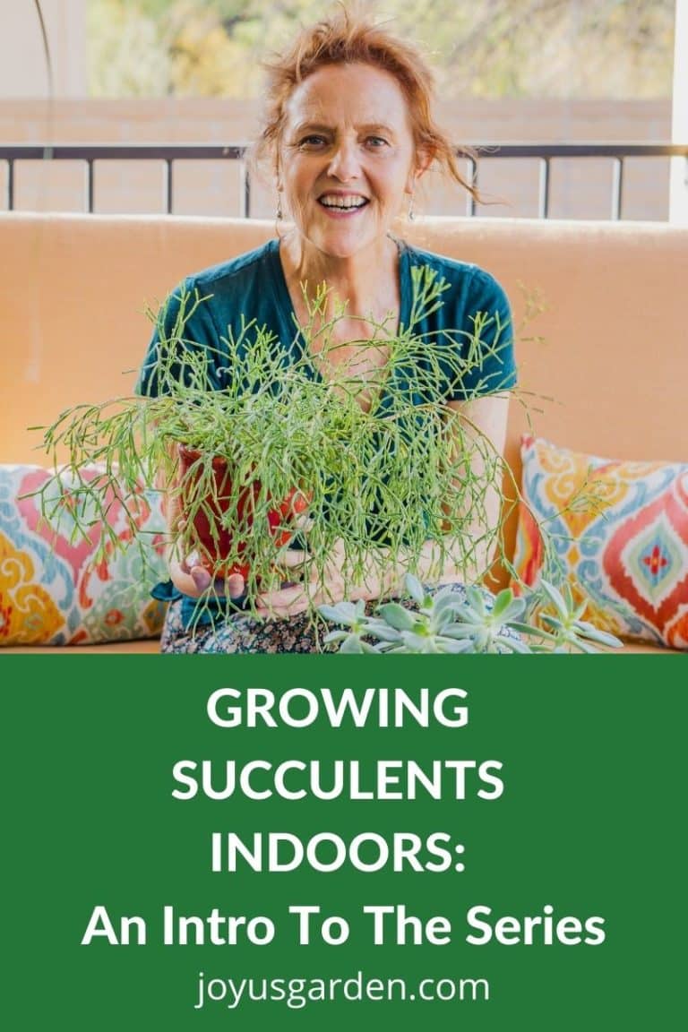 Growing Succulents Indoors: An Intro To The Series