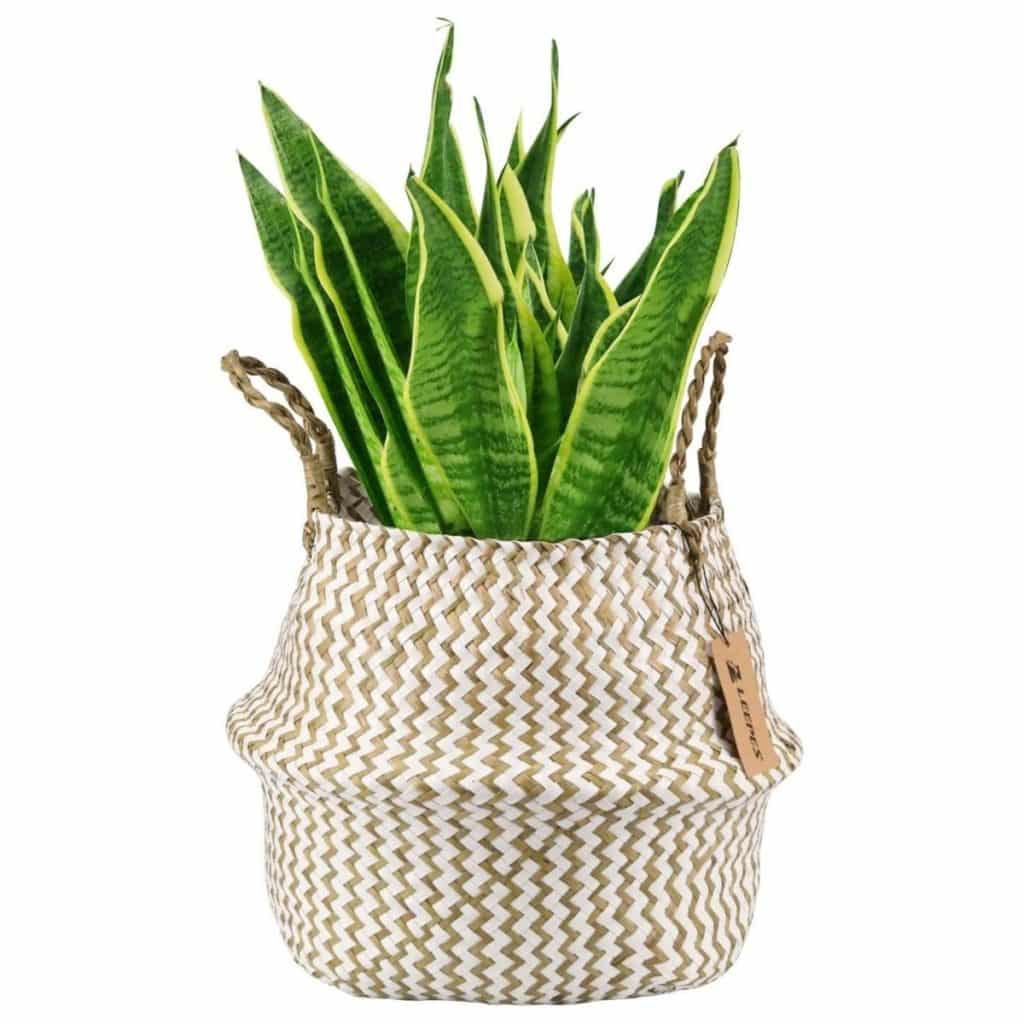 seagrass plant basket with handles and snake plant inside available at amazon