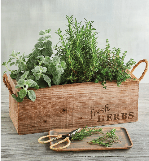Fresh herbs: rosemary, thyme, and sage shown in wooden fresh herb box from Harry and David.