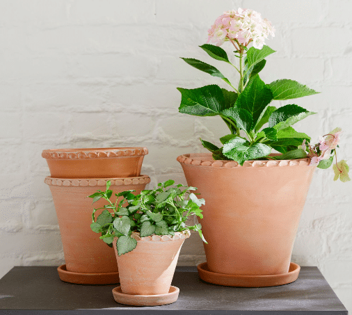Four Terracotta pots, 2 with plants inside from Pottery Barn.