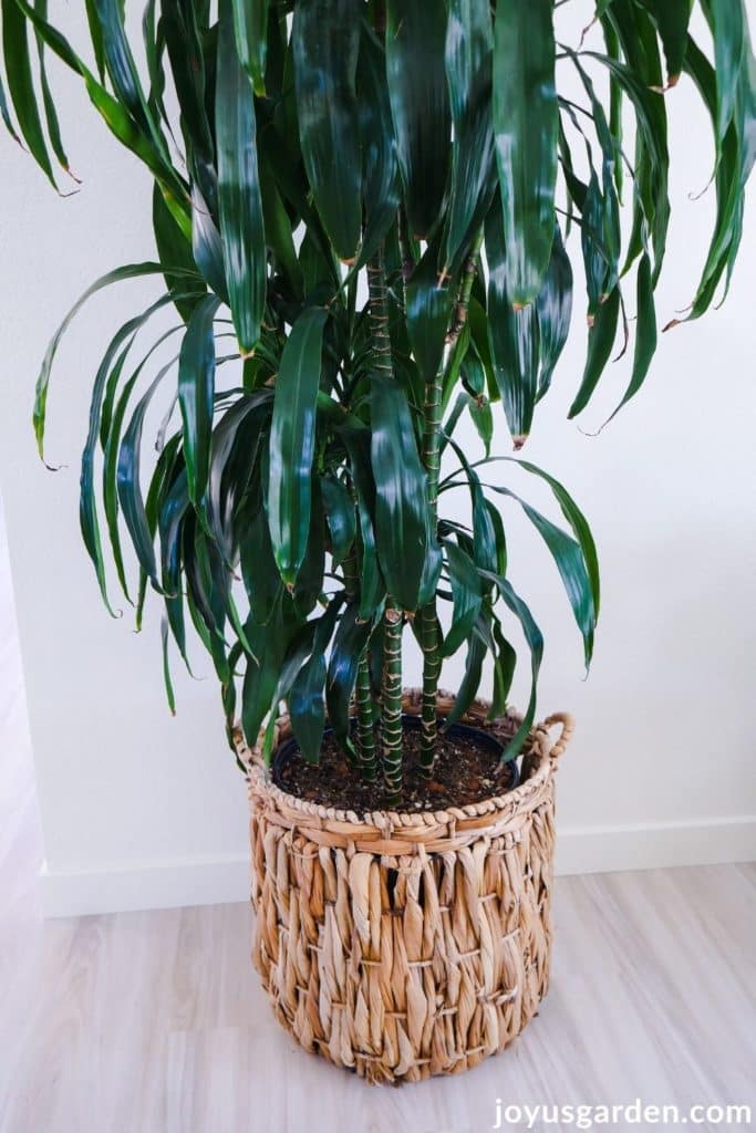 a large dracaena lisa houseplant sits in a large basket with handles made fro banana leaves to buy on amazon