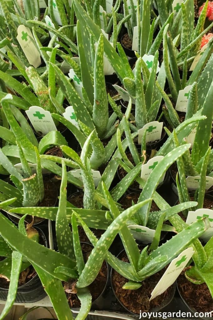 many small aloe vera plants for sale