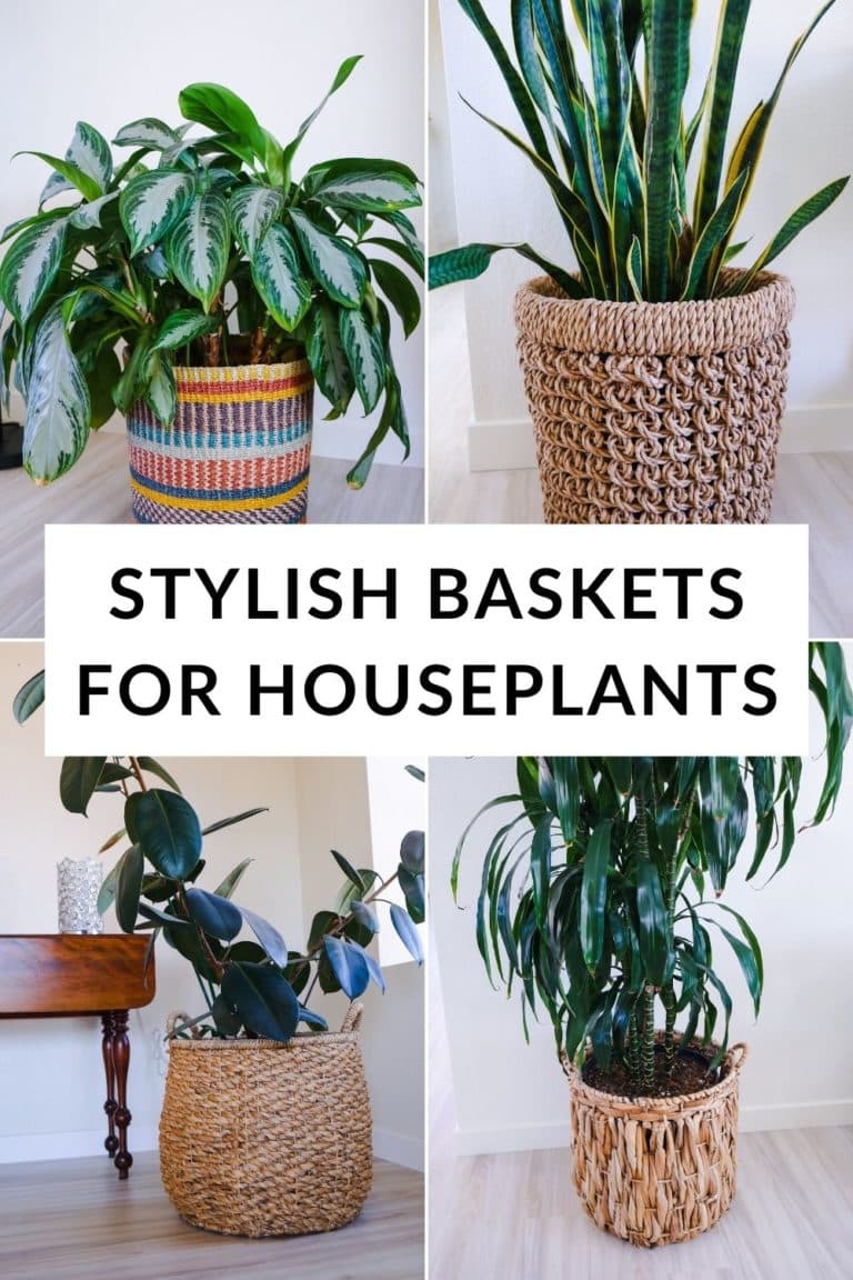 25 Decorative Baskets for Plants You’ll Love