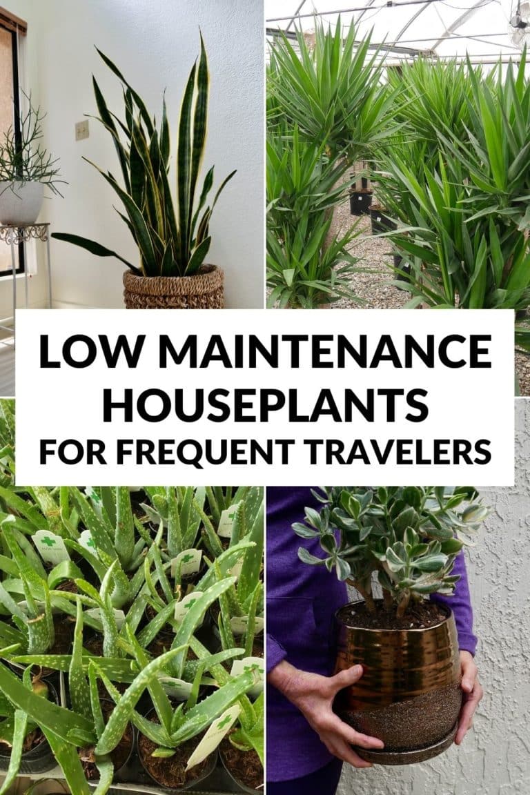 6 Low Maintenance Houseplants for Frequent Travelers