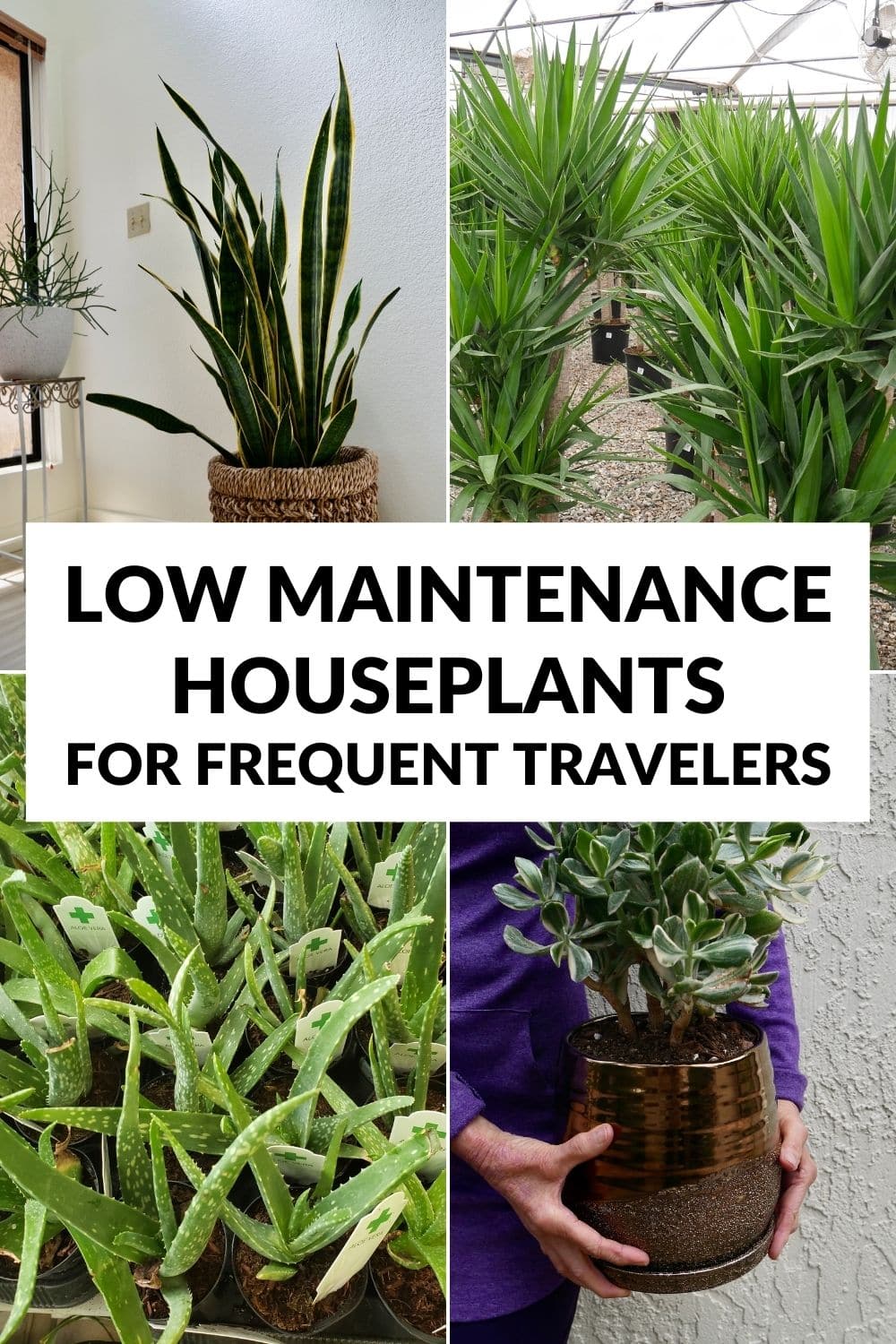 a collage of 4 different types of houseplants the text reads low maintenance houseplants for frequent travelers