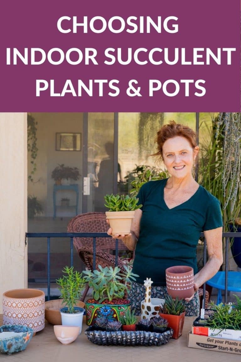 Indoor Succulent Plants: Choosing Succulents & Pots