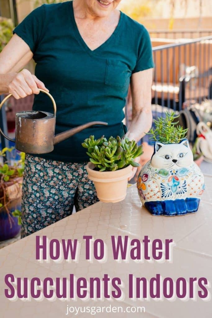 a woman is watering a small jade plant with a cat ceramic plant sitting next to her the text reads how to water succulents indoors