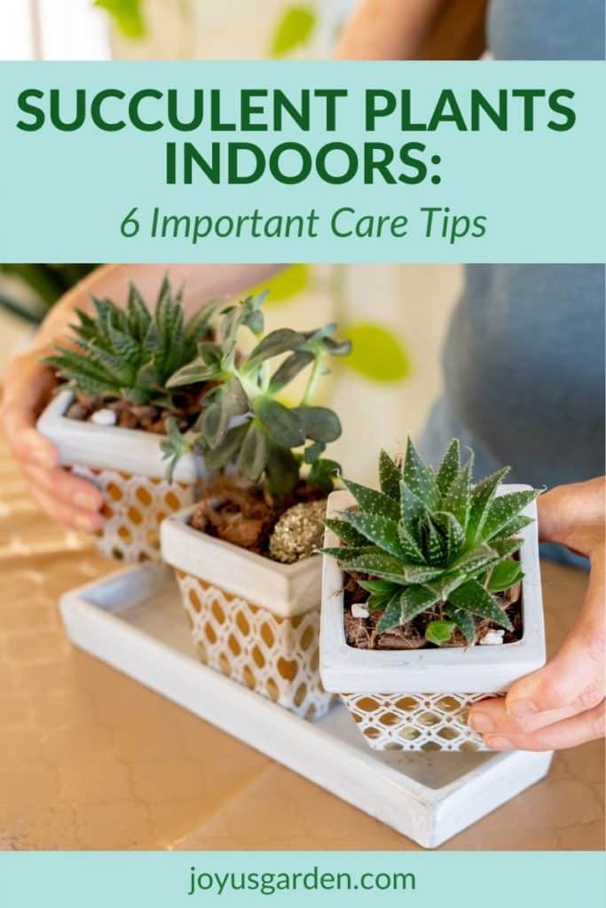 Succulent Plants Indoors 6 Important Care Tips Joy Us Garden