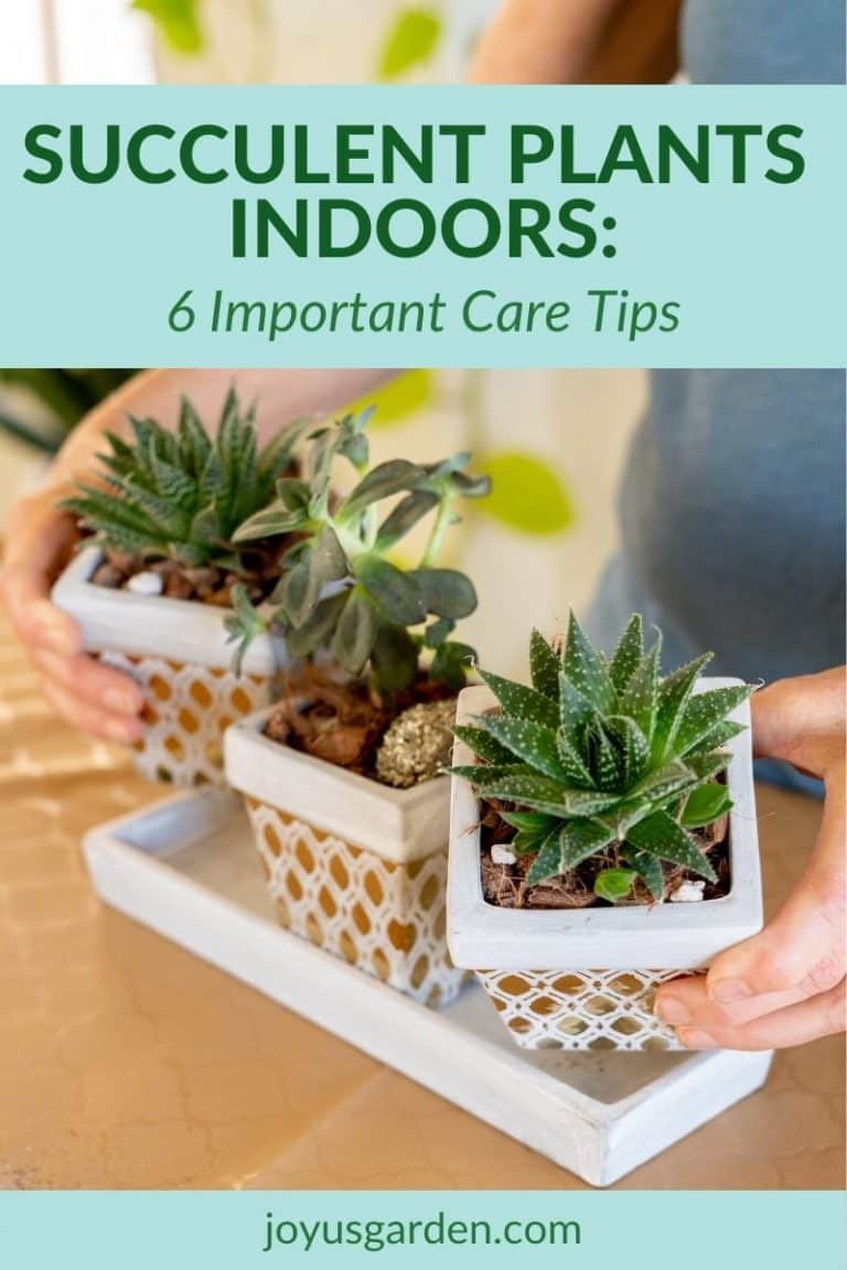 Succulent Plants Indoors: 6 Important Care Tips