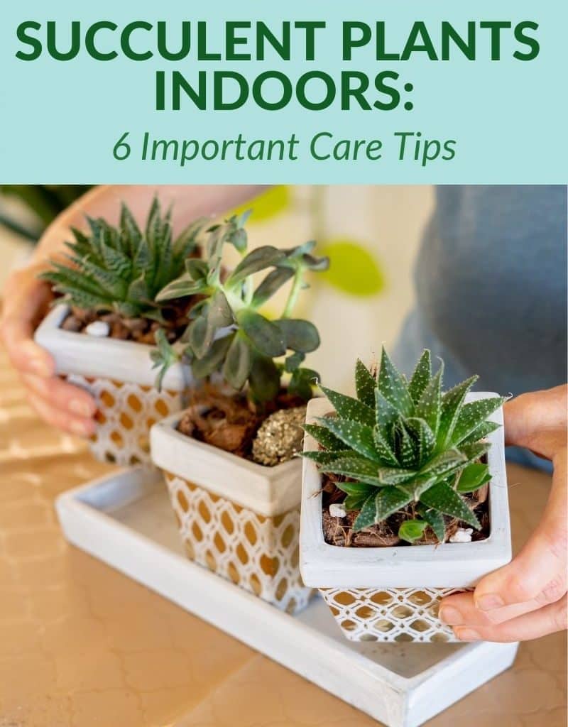 3 small succulents in small gold guilded containers are held by 2 hands the text reads succulent plants indoors 6 important care tips