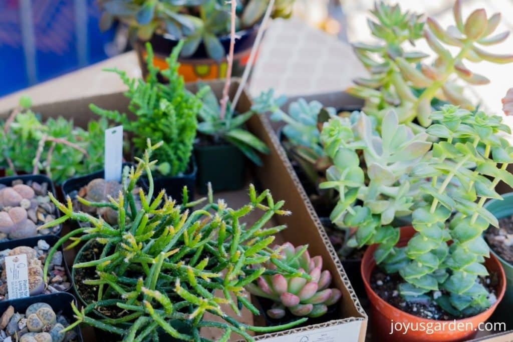 close up of a variety of small succulents