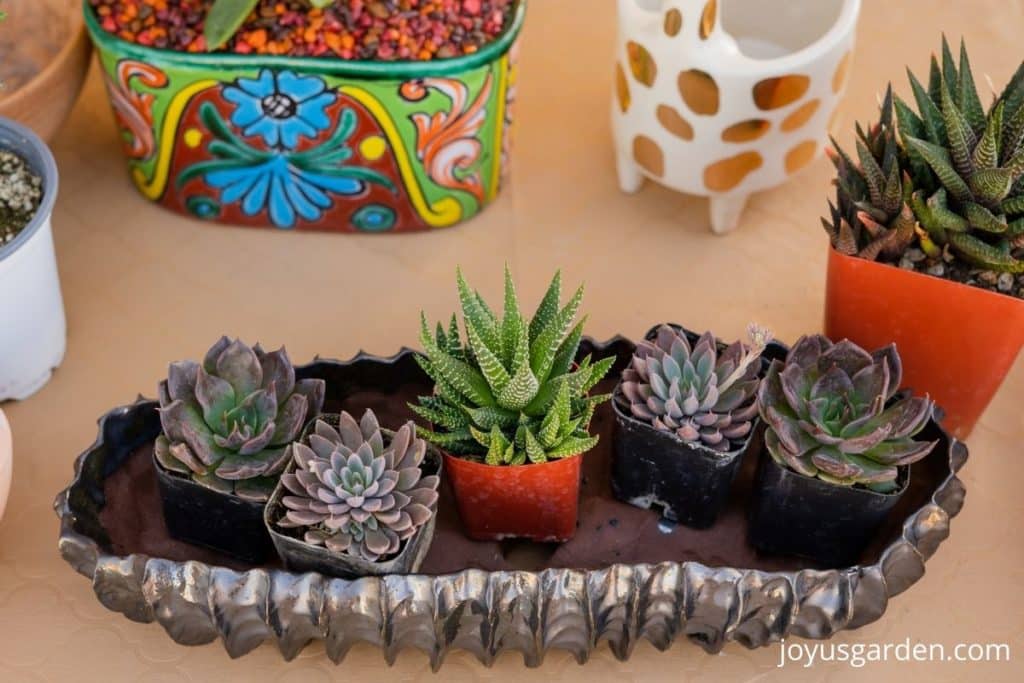 close up of small succulents & decorative pots