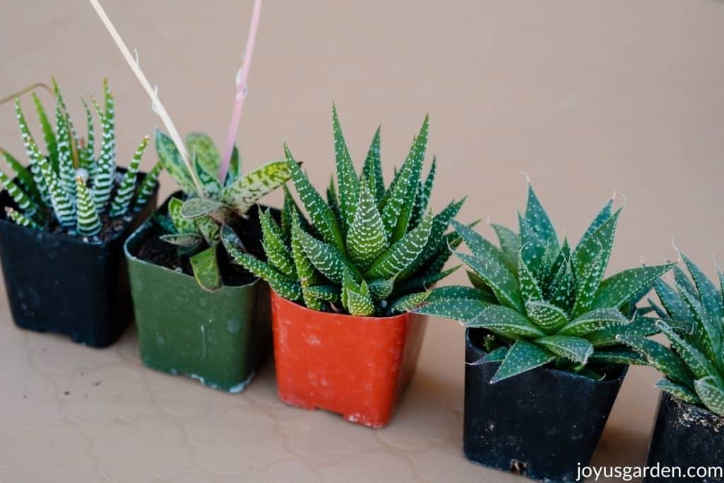 5 small succulents in 2" pots lined up in a row